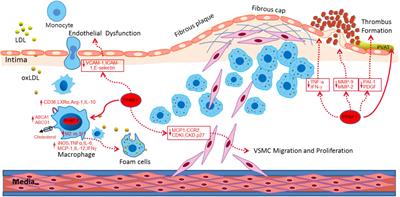 The Role of Peroxisome Proliferator-Activated Receptor Gamma and Atherosclerosis: Post-translational Modification and Selective Modulators